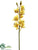 Cymbidium Orchid Spray - Honey Burgundy - Pack of 6