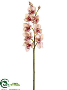 Cymbidium Orchid Spray - Rose Pink - Pack of 6