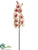 Cymbidium Orchid Spray - Rose Pink - Pack of 6