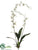 Brassia Orchid Plant - Green - Pack of 4