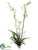 Spider Oncidium Orchid Plant - Cream Green - Pack of 3