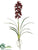 Cymbidium Orchid Plant - Burgundy - Pack of 6