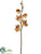 Phalaenopsis Orchid Spray - Apricot - Pack of 12
