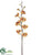 Phalaenopsis Orchid Spray - Apricot - Pack of 6