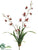 Dendrobium Orchid Plant - Brick - Pack of 4