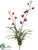 Dendrobium Orchid Plant - Burgundy Red - Pack of 4