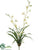 Dendrobium Orchid Plant - Cream - Pack of 4