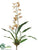 Spider Oncidium Orchid Plant - Yellow Brown - Pack of 6