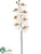 Phalaenopsis Orchid Spray - White - Pack of 6