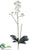 Phalaenopsis Orchid Plant - Cream Green - Pack of 4