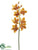 Cymbidium Orchid Spray - Mustard - Pack of 6