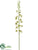 Grammatophyllum Orchid Spray - White Green - Pack of 6