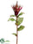 Protea Spray - Burgundy - Pack of 12