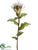 Protea Spray - Cream Green - Pack of 12