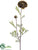 Ranunculus Spray - Avocado Brown - Pack of 12