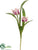 Mini Imperial Crown Tulip Spray - Orchid Cream - Pack of 12