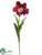 Parrot Tulip Spray - Red Deep - Pack of 12