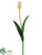 Tulip Spray - Cream White - Pack of 12
