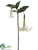 Angel Trumpet Spray - Cream - Pack of 6