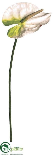 anthurium cream Large Anthurium Spray - Cream White - Pack of 12 - (CHW/RC-092AYJS)