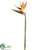 Large Bird of Paradise Spray - Natural - Pack of 6