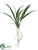 Oncidium Orchid Leaf Plant - Green - Pack of 12