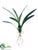 Dancing Orchid Leaf Plant - Green - Pack of 12