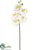 Large Phalaenopsis Orchid Spray - Cream White - Pack of 6