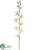 Caesar Orchid Spray - White - Pack of 12