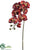 Large Phalaenopsis Orchid Spray - Burgundy - Pack of 6