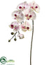 Silk Plants Direct Large Phalaenopsis Orchid Spray - Cream Mauve - Pack of 6