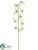 Caesar Orchid Spray - Cream Green - Pack of 12