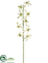 Silk Plants Direct Caesar Orchid Spray - Cream Green - Pack of 12