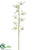 Caesar Orchid Spray - White - Pack of 12
