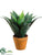 Agave Plant - Green - Pack of 12