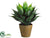 Agave Plant - Green - Pack of 6