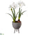 Amaryllis With Bulb With Wood Stand - White - Pack of 2