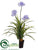 Agapanthus Plant - Lavender - Pack of 2