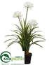 Silk Plants Direct Agapanthus Plant - White - Pack of 2