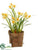 Daffodil - Yellow Two Tone - Pack of 6