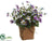 Pansy - Purple Lavender - Pack of 6