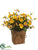 Pansy - Yellow Violet - Pack of 6