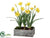 Daffodil - Yellow - Pack of 2