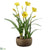 Daffodil - Yellow - Pack of 2