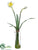 Daffodil - White Yellow - Pack of 12