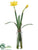 Daffodil - Yellow - Pack of 12