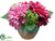 Dahlia - Rubrum Purple - Pack of 4
