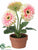 Gerbera Daisy - Pink Green - Pack of 4