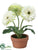 Gerbera Daisy - White Green - Pack of 4