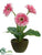 Gerbera Daisy - Pink - Pack of 6